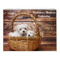 2026 Maltipoo Maltese Puppy