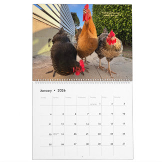 2026 Neighborhood Chicken Calendar - Large