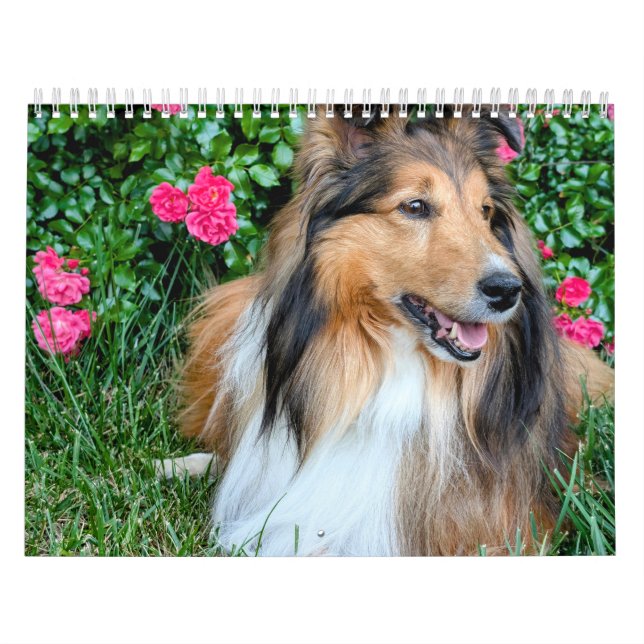 2026 Sheltie Calendar (Cover)