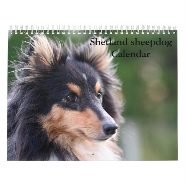 2026 Shetland Sheepdog Calendar (Cover)