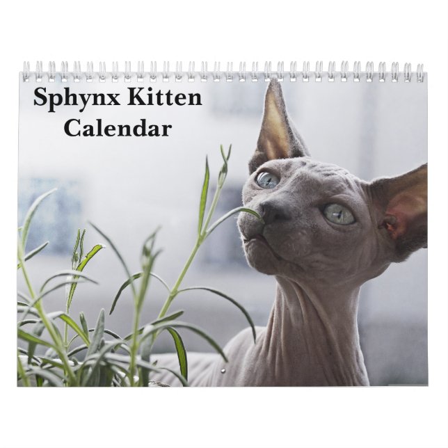 2026 Sphynx Kitten Calendar (Cover)