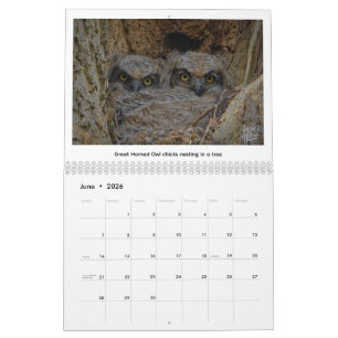 2026 Wildlife Calendar by Kevin Harris