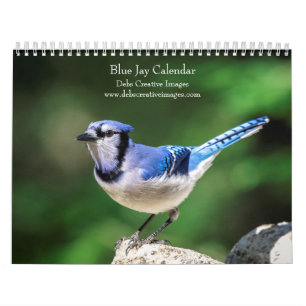 2027 Blue Jays Backyard Bird Photography Calendar