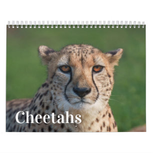 2027 Forever Cheetah Photo Calendar
