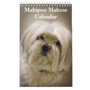 2027 Maltipoo Maltese Puppy Calendar