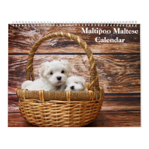 2027 Maltipoo Maltese Puppy Calendar