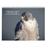 2027 Peregrine Falcon | World's Fastest Bird