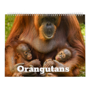 2027 Signature Orangutan Collection Calendar