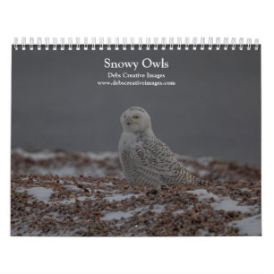 2027 Snowy Owls of the Connecticut Shore Calendar