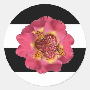 20 - 1.5 Envelope Seal Modern Stripe Black White