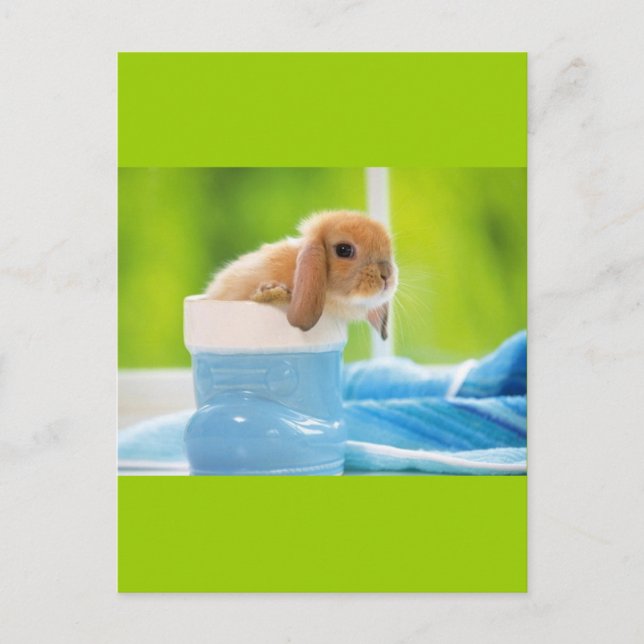 20_baby_animals (4) BABY BUNNY RABBIT blue greens Postcard (Front)