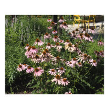 20"x16" Pink Coneflowers