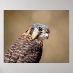 20x16 American Kestrel Poster