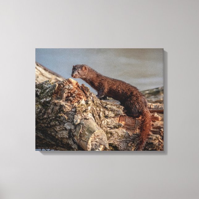 20x16 American Mink Canvas Print (Front)