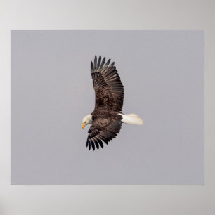 20x16 Bald Eagle in Flight Poster