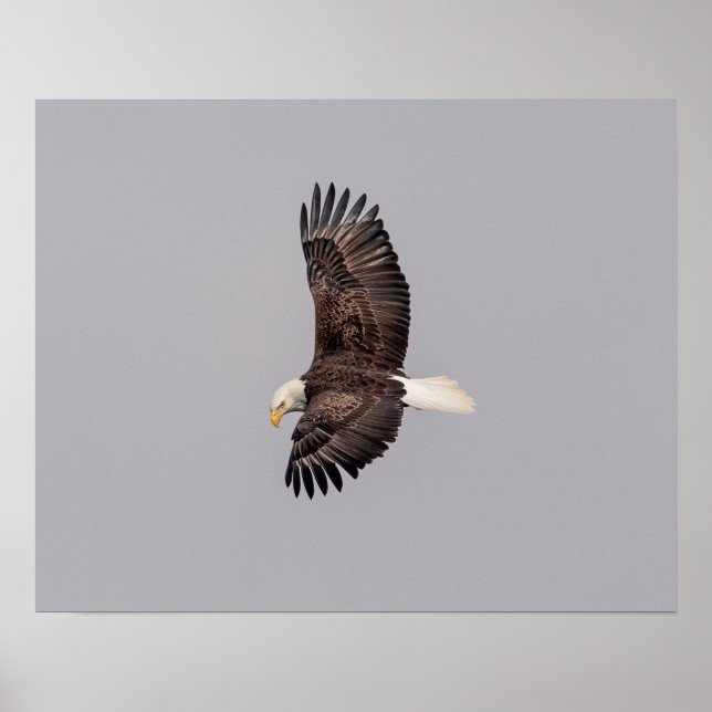 20x16 Bald Eagle in Flight Poster (Front)