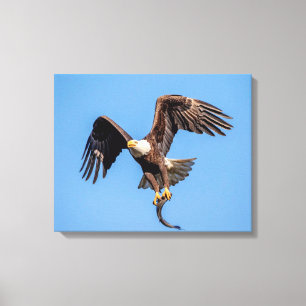 20x16 Bald Eagle with a fish Canvas Print