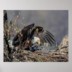 20x16 Bald Eagle with her baby Poster