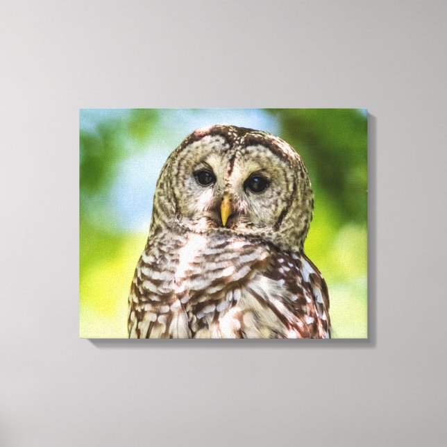 20x16 Barred Owl Canvas Print (Front)