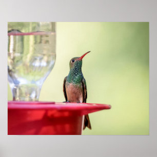 20x16 Buff-bellied hummingbird in Texas Poster