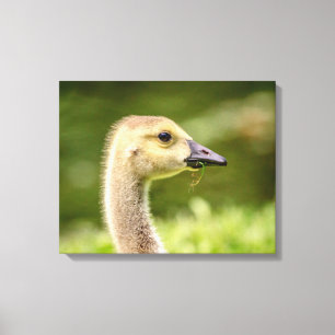 20x16 Canadian Goose (Gosling) Canvas Print