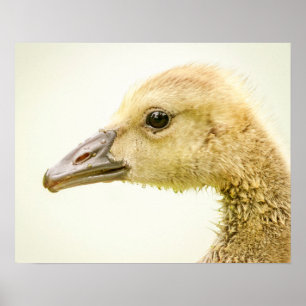 20x16 Canadian Goose (Gosling) Poster