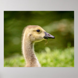 20x16 Canadian Goose (Gosling) Poster