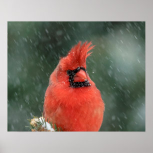 20x16 Cardinal in a pine tree during a snow storm Poster