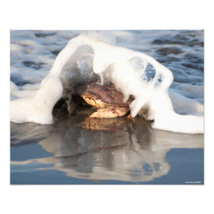 20X16 Dungeness Crab with the Surf Spilling Over! Photo Print