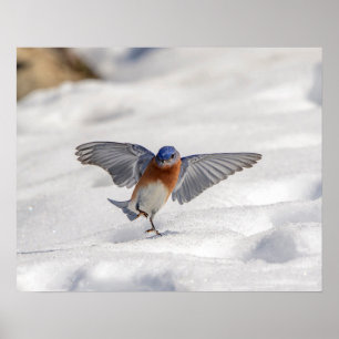 20x16 Eastern Bluebird dancing in the snow Poster
