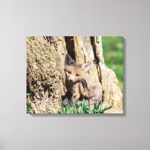 20x16 Fox Kit in the Hudson Valley Canvas Print