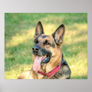 20x16 German Shepard Poster
