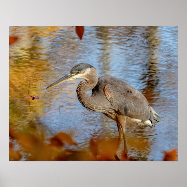 20x16 Great Blue Heron framed with fall foliage Poster (Front)