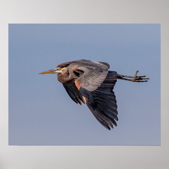 20x16 Great Blue Heron in flight Poster (Front)