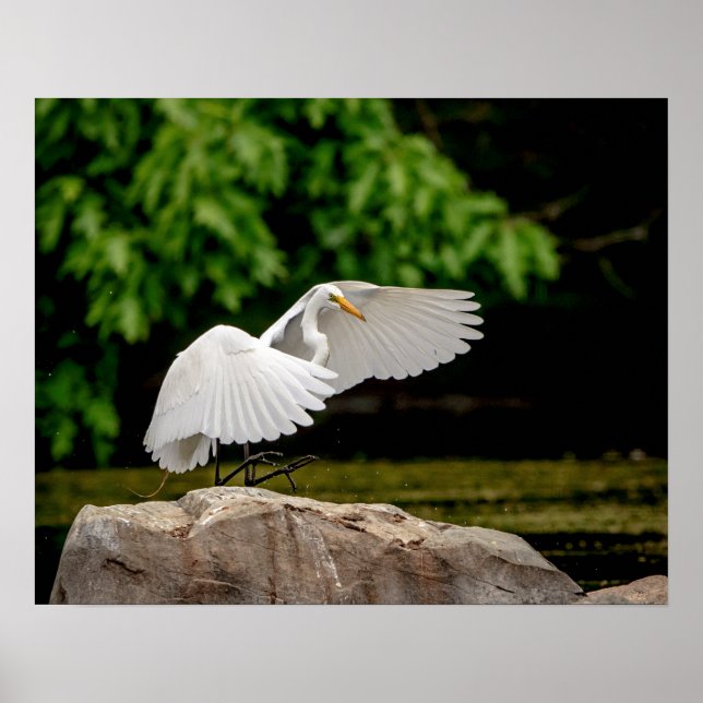 20x16 Great Egret Poster (Front)