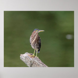 20x16 Green Heron on a log Poster