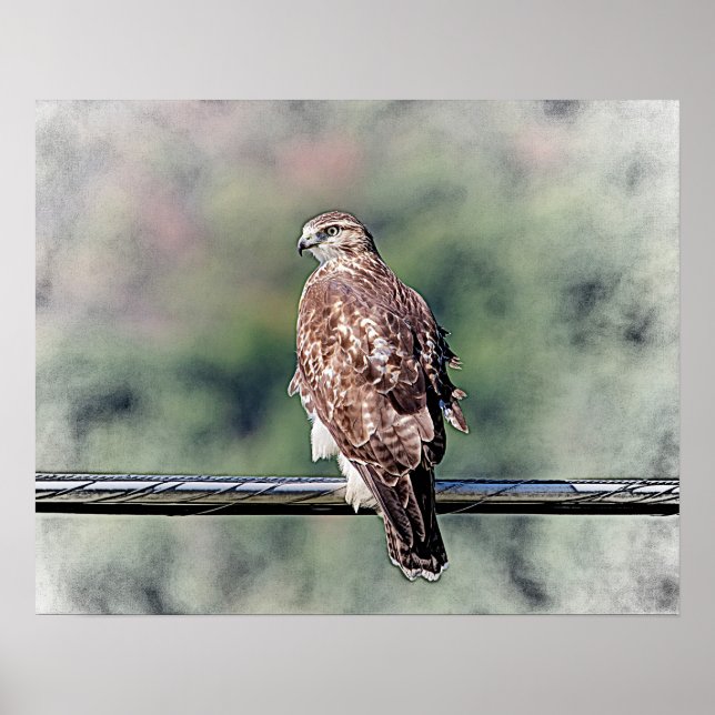 20x16 Immature Red Tailed Hawk Poster (Front)