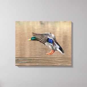 20x16 Mallard Duck in flight Canvas Print