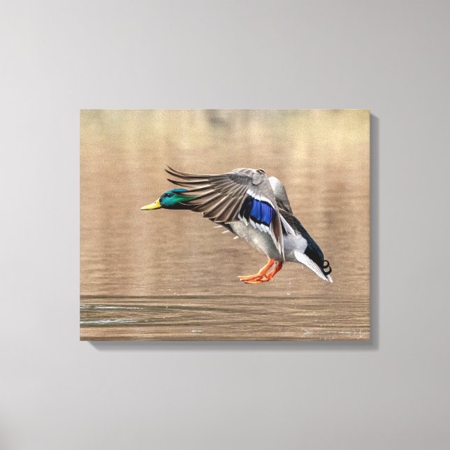 20x16 Mallard Duck in flight Canvas Print (Front)