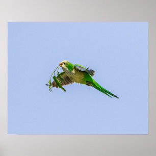 20x16 Monk Parakeet in the Rio Grande Valley Poster