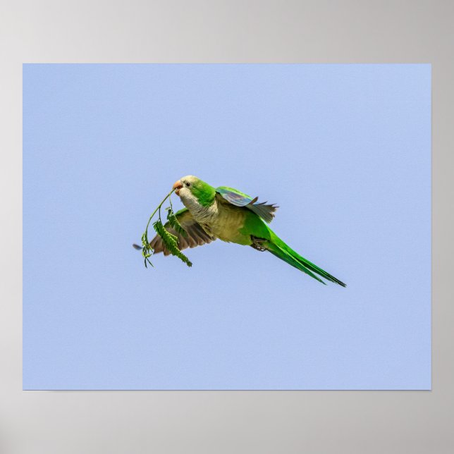 20x16 Monk Parakeet in the Rio Grande Valley Poster (Front)
