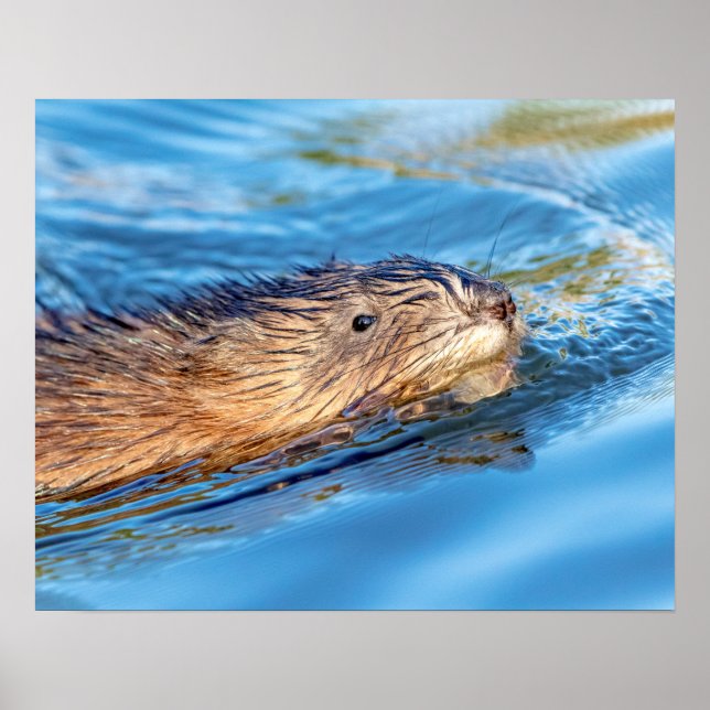 20x16 Muskrat at Vassar Farms Ecological Preserve Poster (Front)