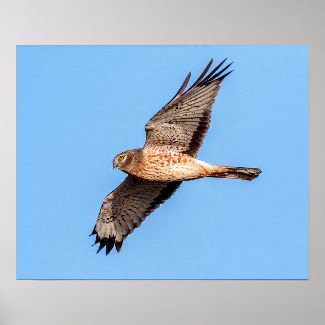 20x16 Northern Harrier Poster (Front)
