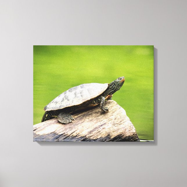 20x16 Painted Turtle on a log Canvas Print (Front)