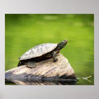 20x16 Painted Turtle on a log