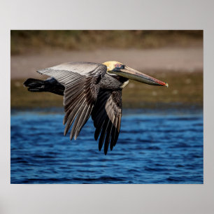 20x16 Pelican in flight Poster