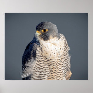 20x16 Peregrine Falcon along the Hudson River Poster