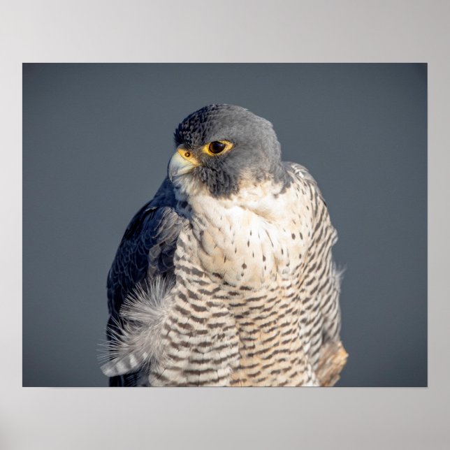 20x16 Peregrine Falcon along the Hudson River Poster (Front)