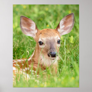 20x16 Portrait of a Fawn (white-tailed deer) Poster