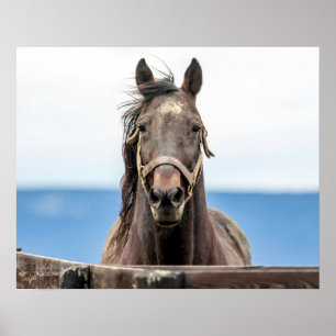 20x16 Portrait of a horse Poster